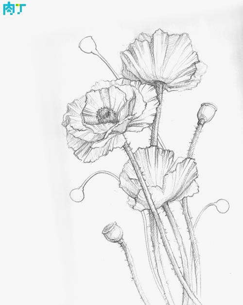 水彩画花卉教程 罂粟花写生步骤示范图