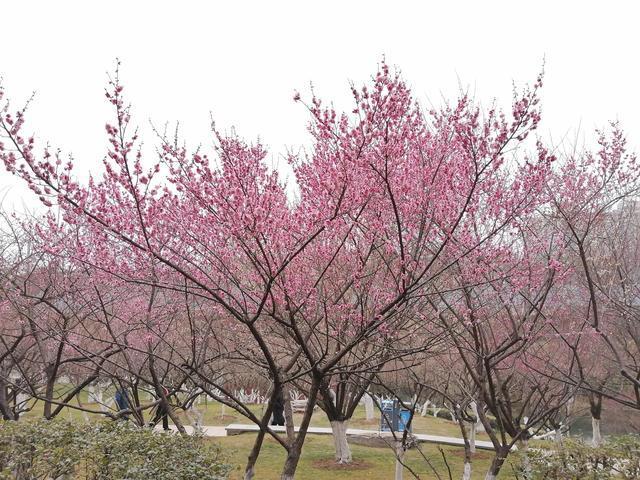 匡河公园梅花开放太美了