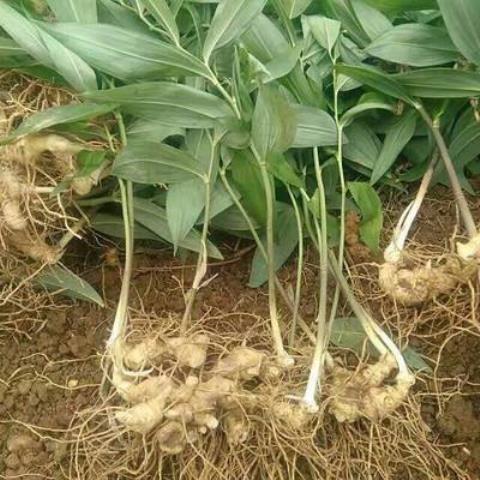 东北黄精种苗新鲜绿植中草药植物 四季庭院盆栽阳台 易活