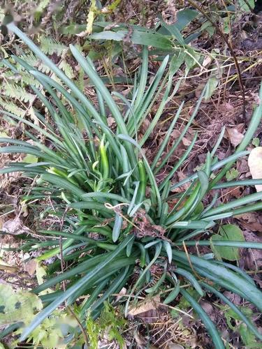 野生中草药――石蒜