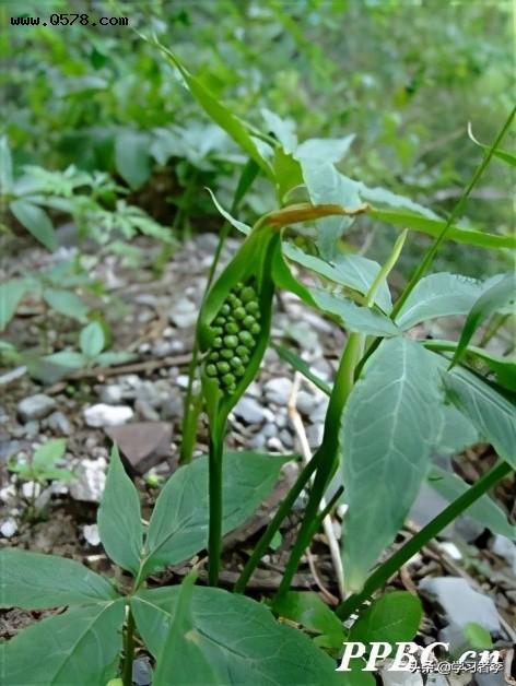 抗癌中草药十:半夏