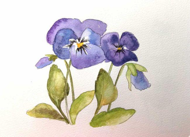 [自学水彩第18天]の三色堇