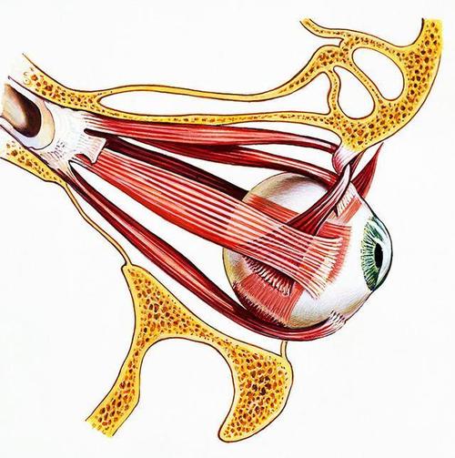 内,外直肌负责眼球向内或向外转动;上