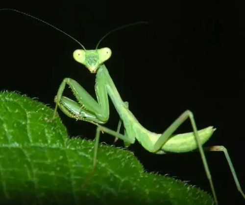 螳螂(昆虫系列之四)