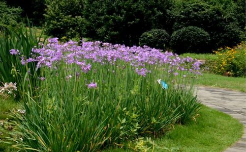 紫娇花 红花韭菜 花期200多天5至11月天天开 庭院花境美化易种植