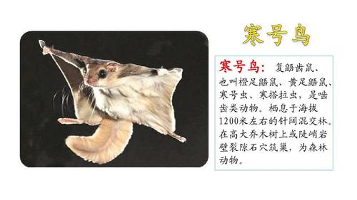 (部编)人教版小学二年级语文上册《寒号鸟》优秀课件ppt