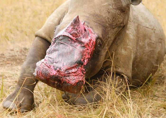 南非犀牛遭锯角留重创 移植大象皮疗伤