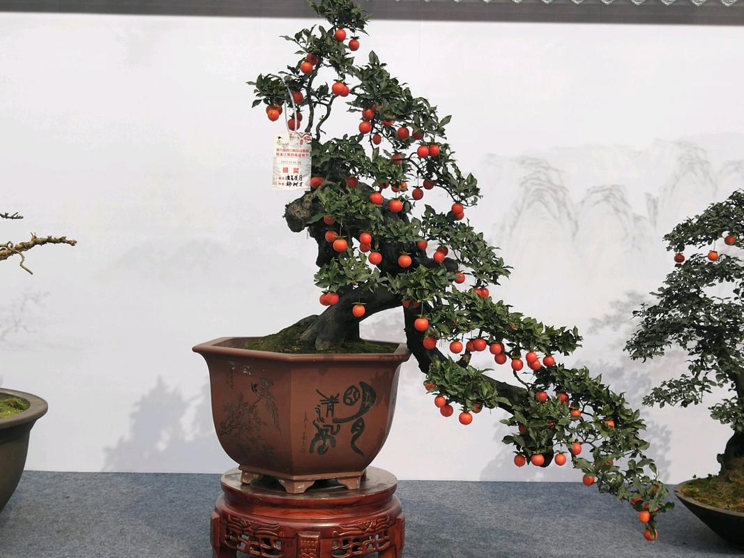 嫁接的金弹子枝条来芽了为什么还会发黑?撤掉保鲜膜时间不对