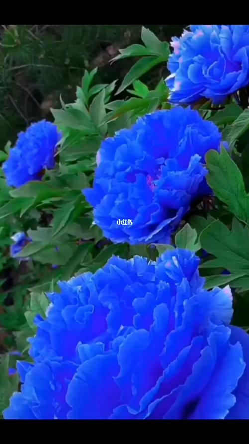 世界上独有的蓝牡丹_牡丹_家居家装_家居装饰
