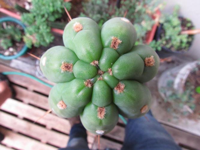 仙人掌,植物,自然,自然,绿色,多汁,迷幻