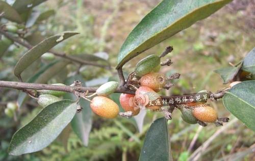 新鲜山草药胡颓子牛奶子根半春子半含春石滚子四枣柿模羊奶奶枝叶