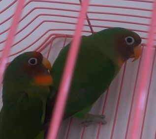 这是正常的绿桃牡丹 简单的说就是不该有眼圈的面类牡丹鹦鹉,有了头