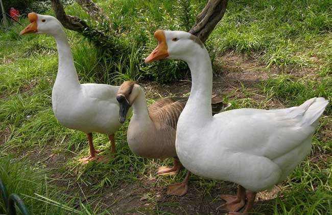 10大养鹅推荐牧草优质高产