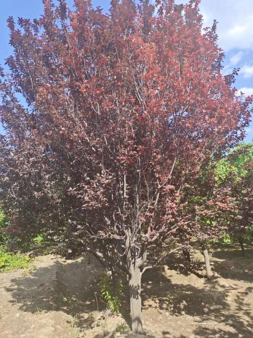 紫叶李5公分价格 紫叶李多少钱一棵