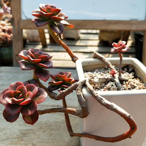 巧克力方砖多肉植物造型悬崖老桩盆景一物一拍大颗株新款稀有精品