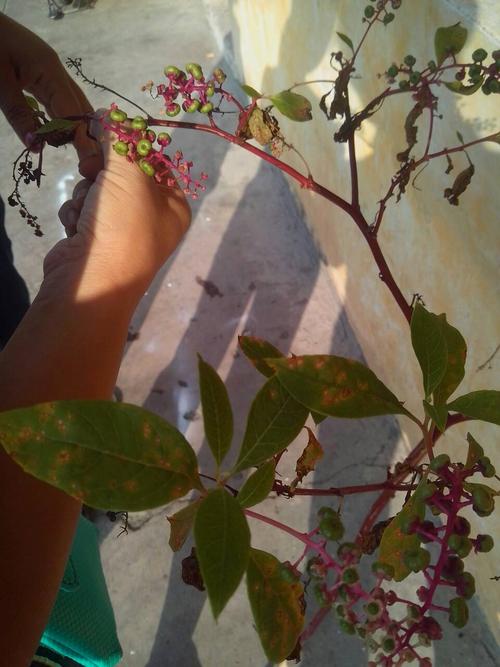 各位谁知道这课植物叫什么吗?