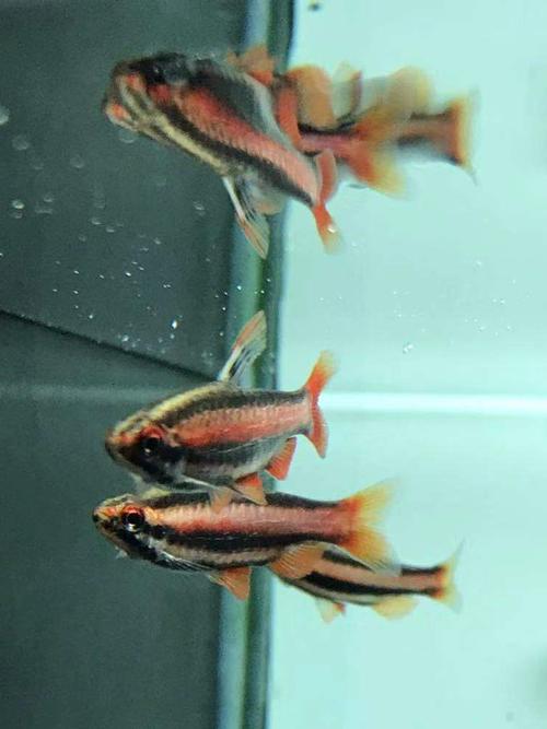 搁浅水族火焰铅笔紫焰紫艳铅笔灯鱼