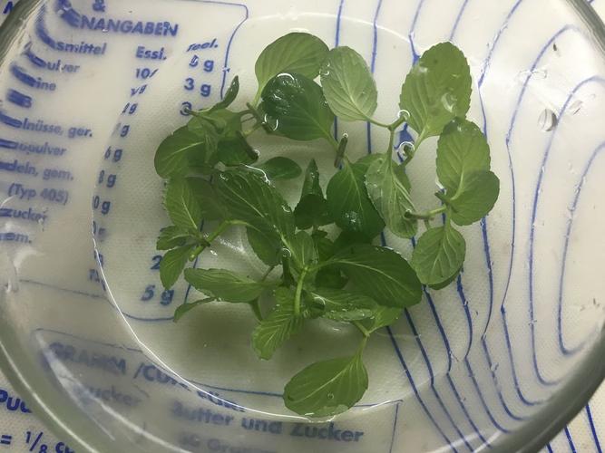 薄荷草饼干