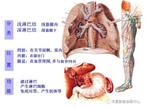 全身淋巴系统的精细解剖