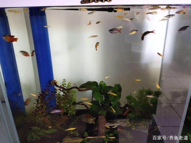 为什么下滤鱼缸不能饲养小型鱼,可否铺设底沙,鱼苗会被吸附吗?