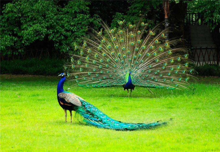 孔雀要怎么养?它有哪几个养殖阶段?它怎么繁殖?