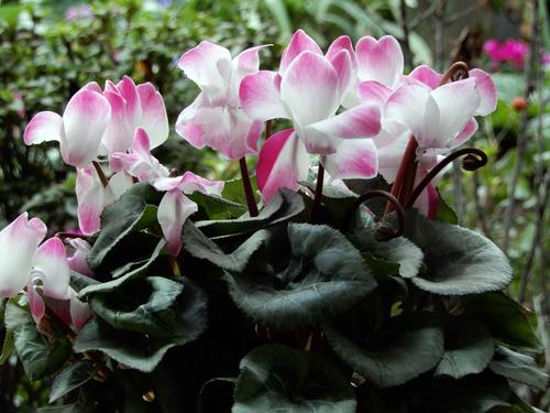 [行行摄摄]仙客来花