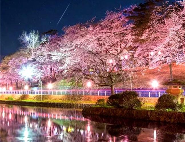 樱花夜景