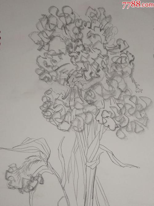 速写画鸡冠花