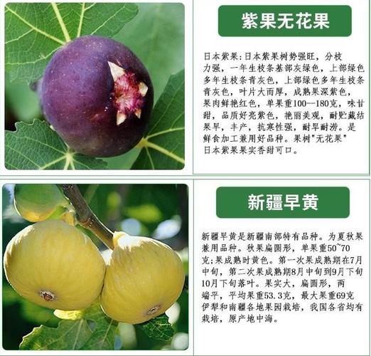 朔州中国紫果无花果苗种植技术