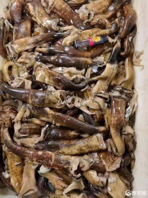 海蚌干海笋贝海竹干品原料批发