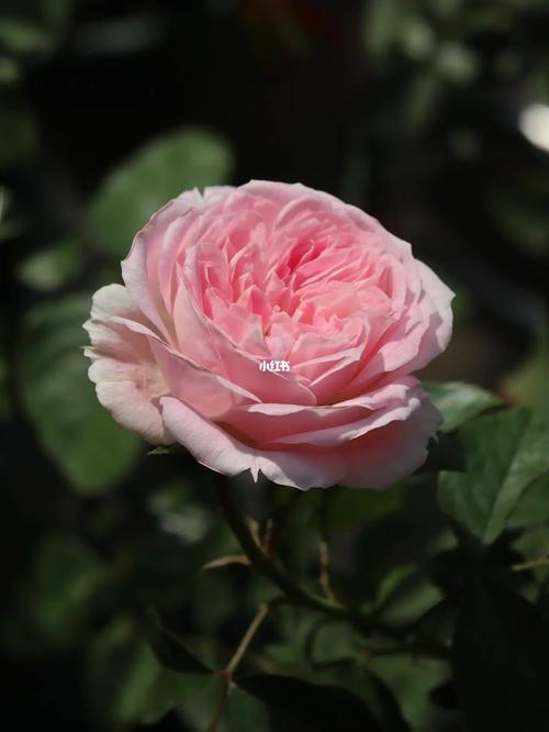 瑟西_秘密花园_月季_我的秘密花园_家居家装_家居装饰_花艺