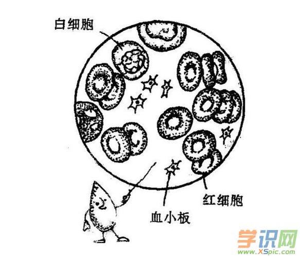 血常规白细胞高的原因及危害