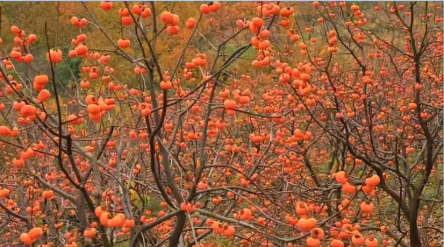 恭城柿子节,赏阳朔宋城,漓江美景,西街