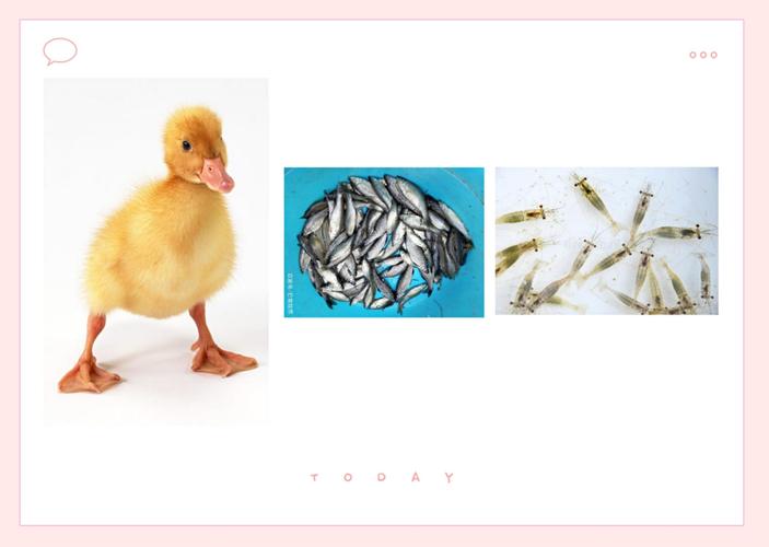 小班科学《小鸡和小鸭》