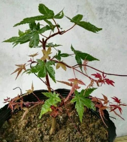 红枫还是绿油油的?赶紧用这5招"逼"它变红,再晚只能当