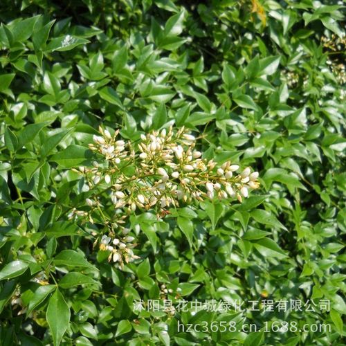 绿丰耀种业 批发灌木花卉种子 天竹 南天竹 南天竺种子