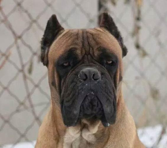 双血统黄色铁面卡斯罗幼犬出售