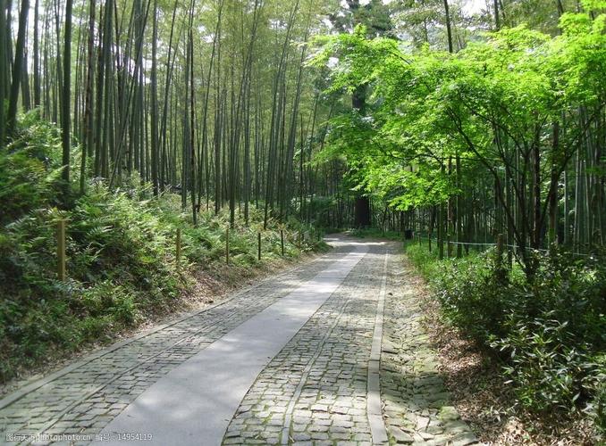 竹林小道图片