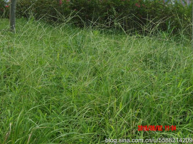 转载1181野草马塘195