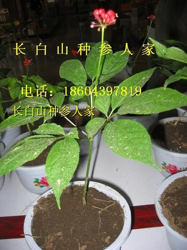长白山人参 花盆首选人参苗盆栽 西洋参苗人参栽子 人参苗 山参苗