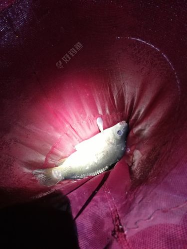 两场的钓位不一样的鱼获