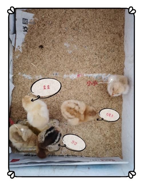 "21天的细心呵护,见证生命的奇迹"——幸福幼儿园中三班孵小鸡主题