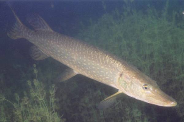 小狗鱼长什么样子