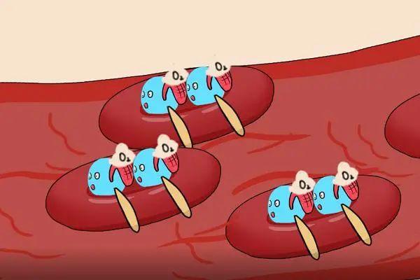 【健康百科】神奇的搬运工:红细胞