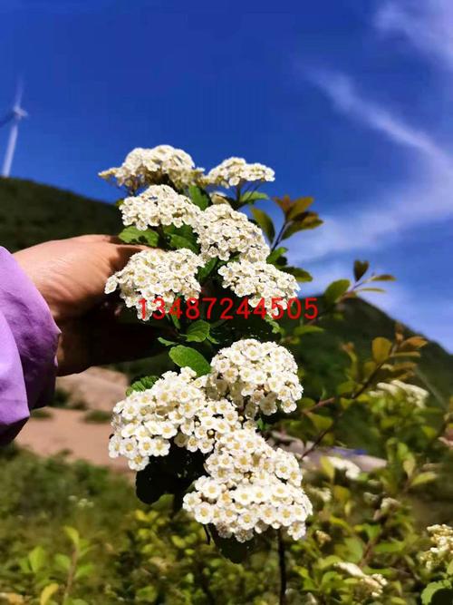 麻叶绣线菊7