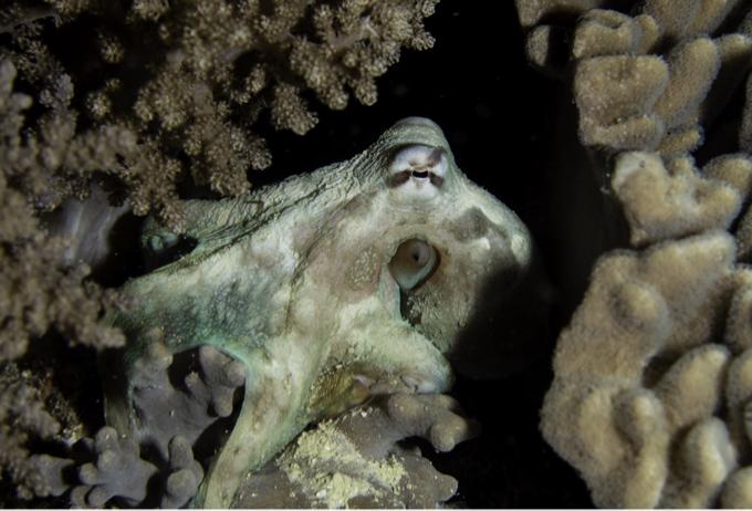 octopus(章鱼),软体动物门,头足纲,章鱼科. 海洋中的伪装高手.