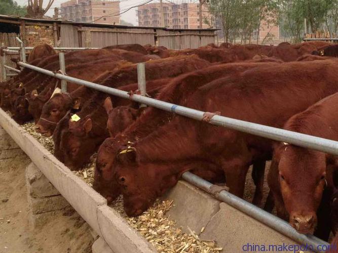 四川肉牛养殖场
