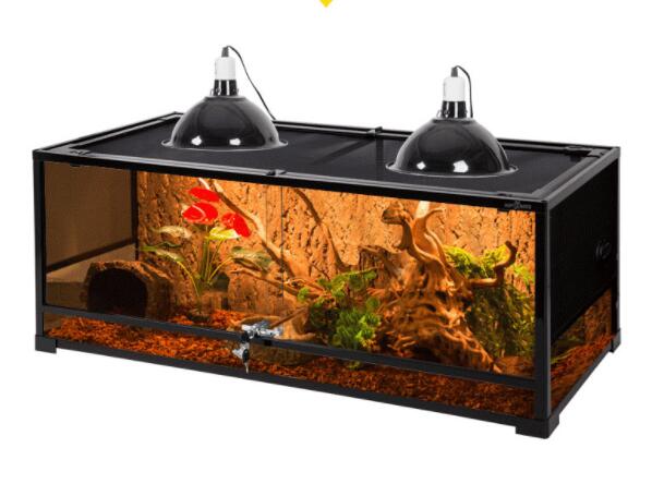 鬃狮蜥的那点事儿~!(萌新篇)