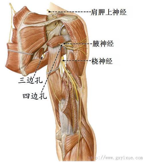 腋神经.jpg