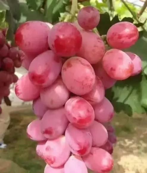 17种红色葡萄品种简介